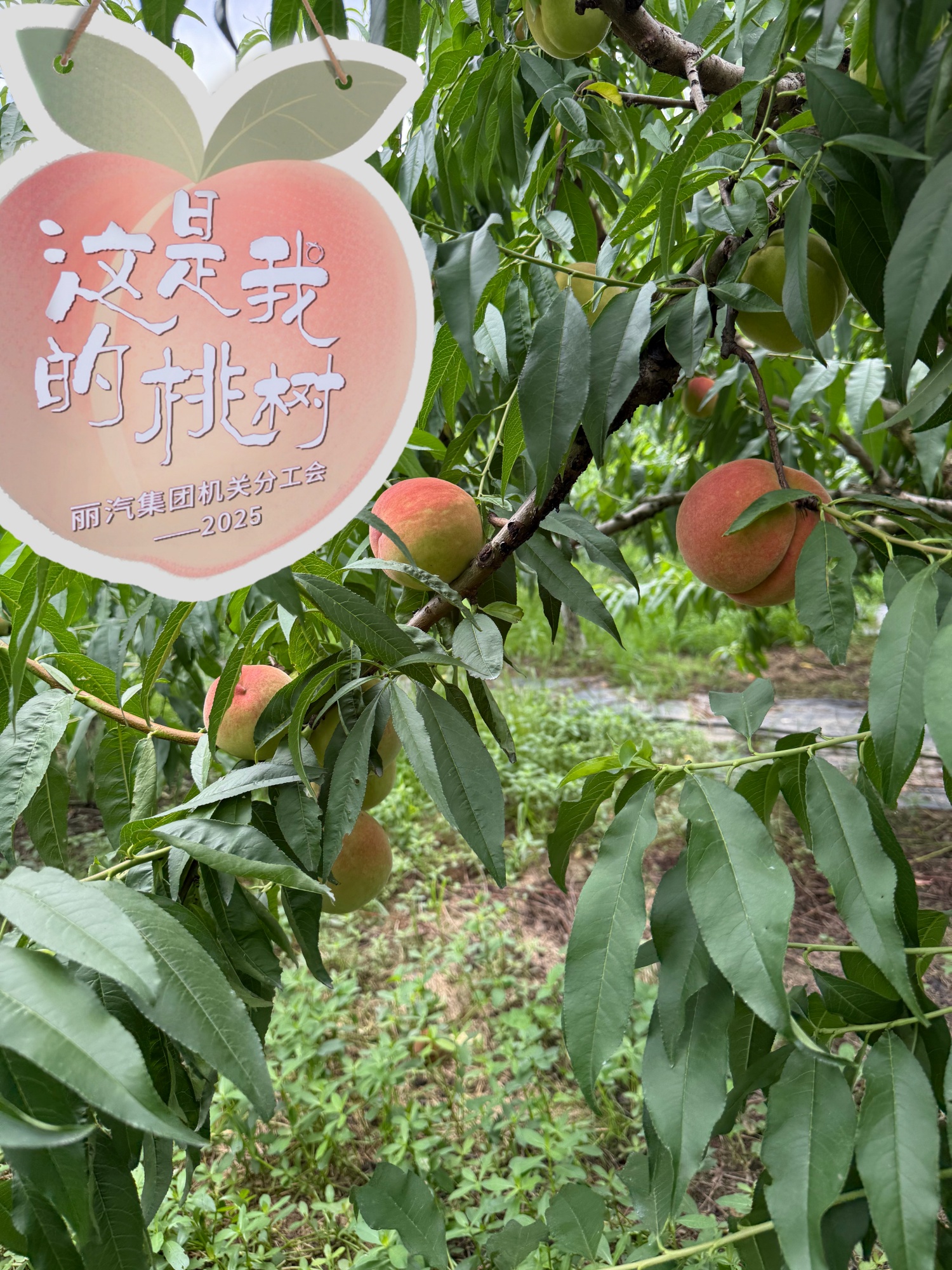 微信图片_20250714094642.jpg 微信图片_20250714094642.jpg